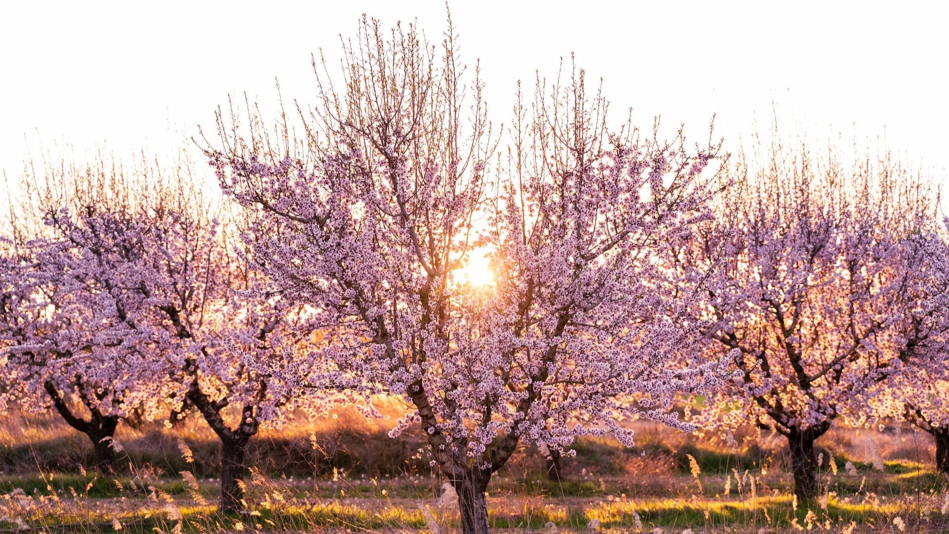 Cherry Trees in Colombia: A Natural Beauty You Must Know