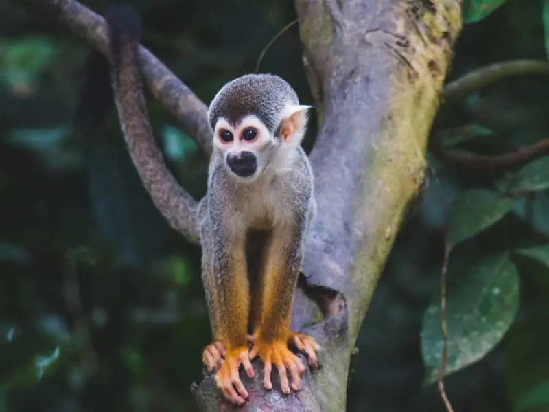 amazon region amazonas amazonia