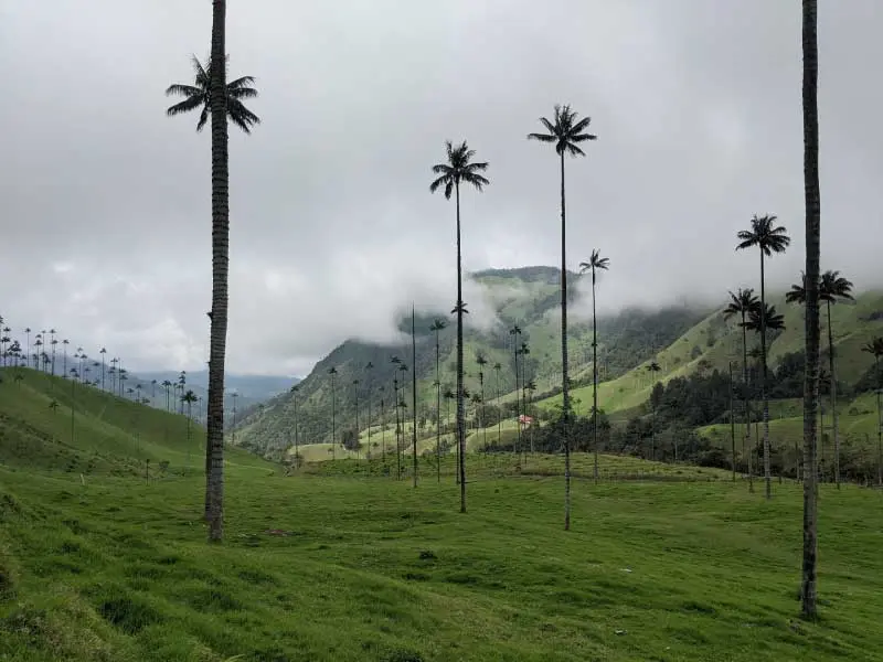 valle de cocora department of quindio coffee axis colombia