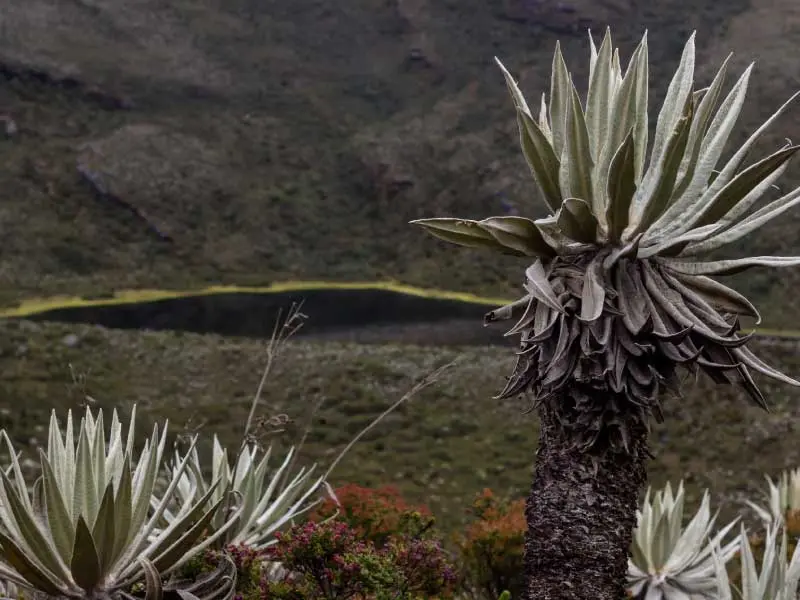 paramo