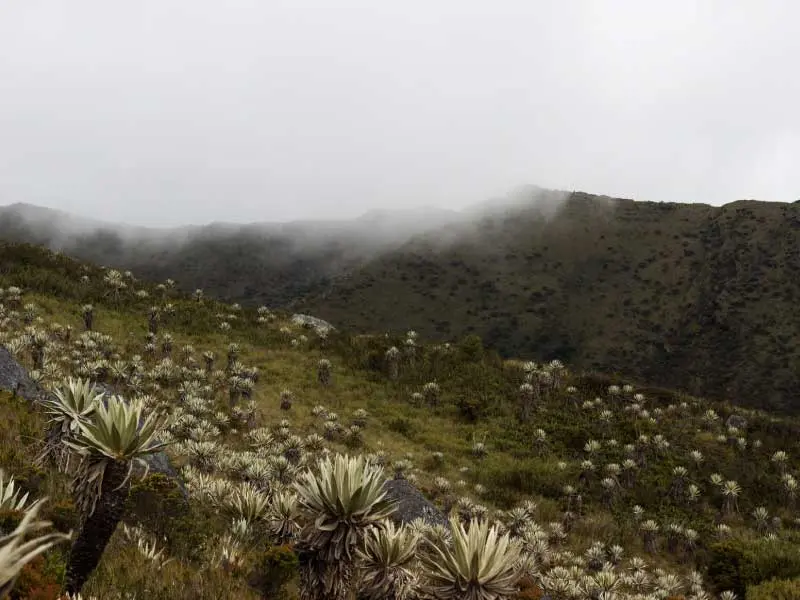 paramo3