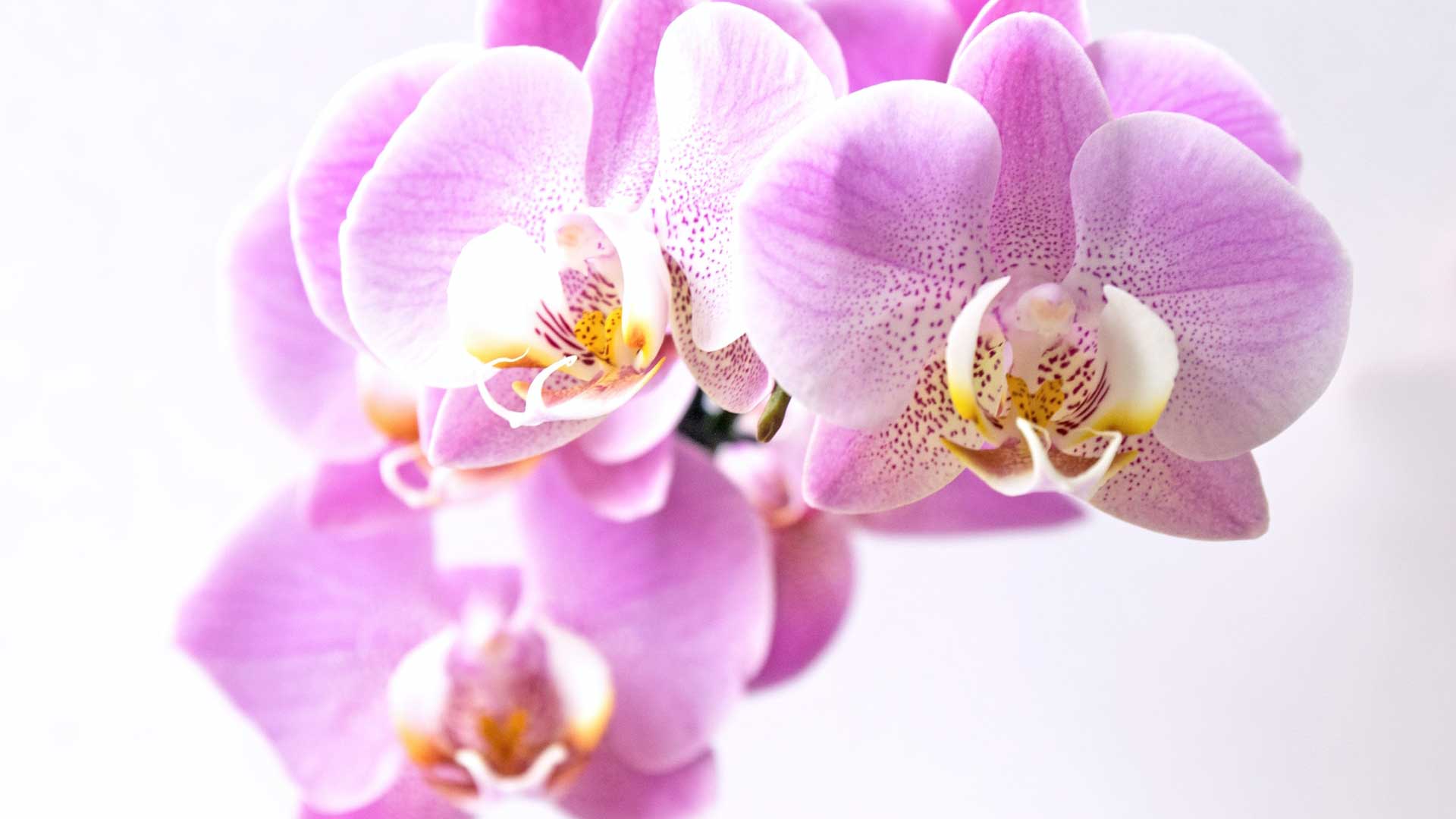 la orquidea la flor nacional de Colombia