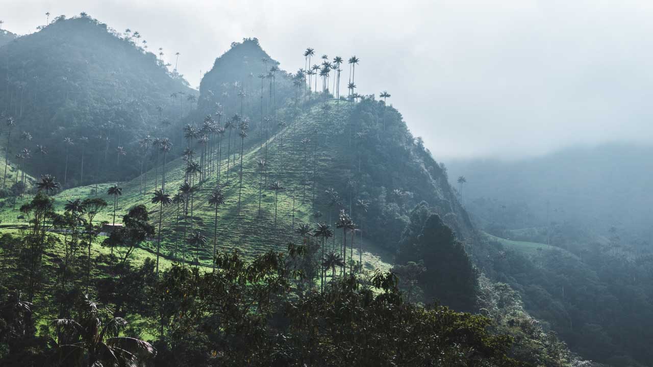 valle de la cocora quindio colombia